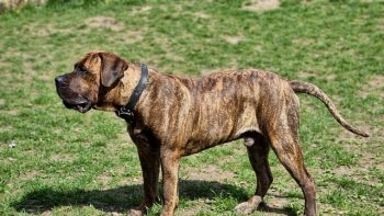 Ultimate Presa Canario Puppy Shopping List: Checklist of 23 Must-Have Items