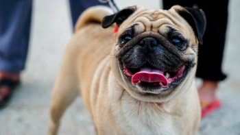 25 Things to Love About Pugs