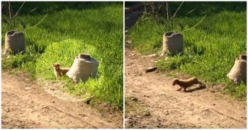 Puppy Discarded In Road, Then ‘Scurried-Off’ To The Brush, Emerges With A “Posse”