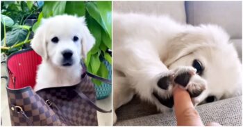 Puppy Touches Mama’s Finger With Tiny Paw To Tell Her ‘How Much He Loves Her’