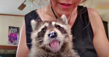 Blind Baby Raccoon ‘Holds’ His Rescue-Mom’s Hand When He Eats