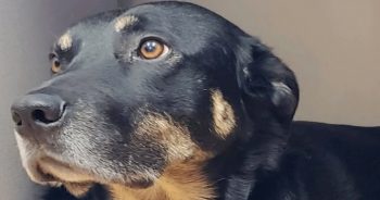 Stray Dog Scaled The Shelter’s Fences And Helped Care For Nursing Home Residents