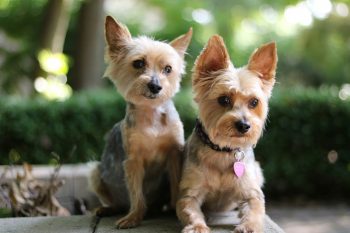 25 Things to Love About Yorkies