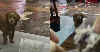 Starving ‘Stray’ Pup Sits Patiently At Restaurant Door, Waits For Food