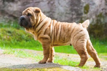 Cost of a Chinese Shar-Pei Puppy by US Region [2024]