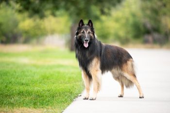 Male & Female Belgian Tervuren Weights & Heights by Age