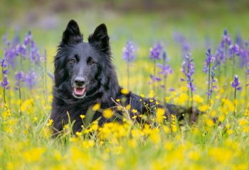 Male & Female Belgian Sheepdog Weights & Heights by Age