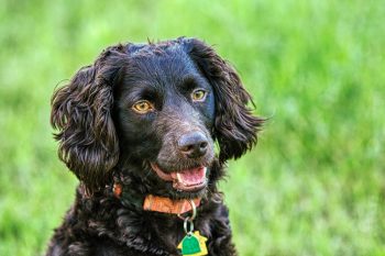 Ultimate Boykin Spaniel Puppy Shopping List: Checklist of 23 Must-Have Items