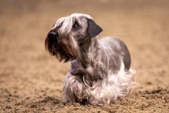 Ultimate Cesky Terrier Puppy Shopping List: Checklist of 23 Must-Have Items