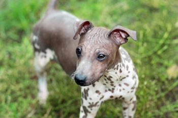 Cost of an American Hairless Terrier Puppy by US Region [2024]