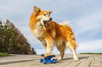 6 Lesser-Known Dog Breeds Perfect for Extroverts