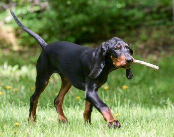 Male & Female Black and Tan Coonhound Weights & Heights by Age