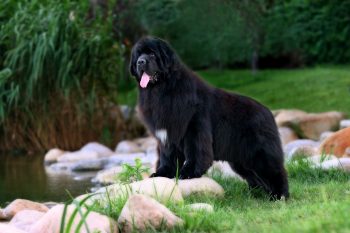 The 7 Most Unusual Habits of Newfoundlands