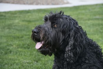 Ultimate Black Russian Terrier Puppy Shopping List: Checklist of 23 Must-Have Items
