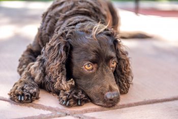 Cost of an American Water Spaniel Puppy by US Region [2024]