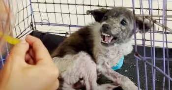 ‘Snappy’ Puppy Faces-Off With Woman And Speaks To Her With His Eyes