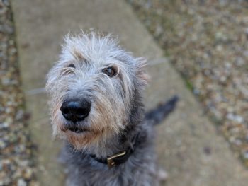 Ultimate Irish Wolfhound Puppy Shopping List: Checklist of 23 Must-Have Items