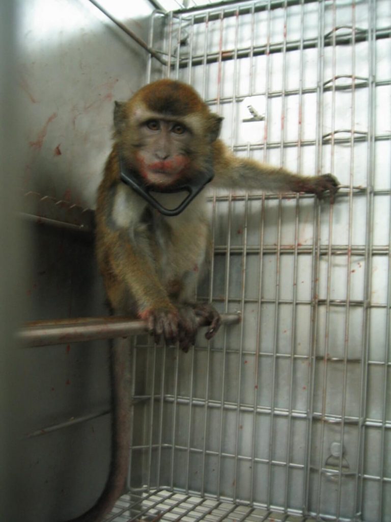 PETA Urges NIH to Stop Funding Experiments That Cause Unrelieved Pain to Animals at Michigan Universities