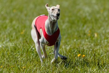 The 6 Most Unique Qualities of Whippets