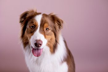 25 Things to Love About an Australian Shepherds