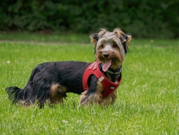 The 7 Most Unusual Habits of Yorkies