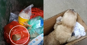 Newborn Puppy Left in Trash Rescued After ‘Heartbreaking’ Cries for Mother