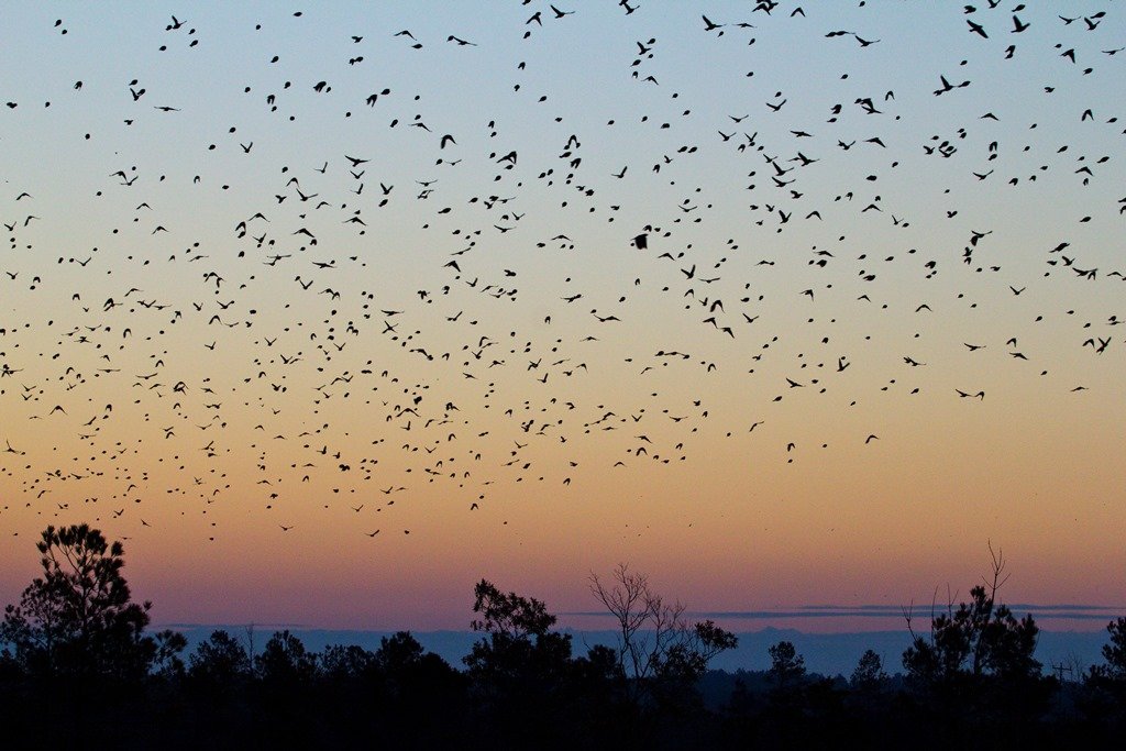 Nurturing the Next Generation of Conservationists: New Internship Program at Pocosin Lakes National Wildlife Refuge