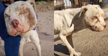 Abandoned and Hurt: Dog Left on Street After Being Used as Bait