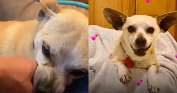 From a Fear-Stricken Chihuahua to a Beloved, Trusting Companion