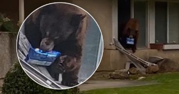 Bear Sneaks into A Home, Grabs Just a Pack of Oreos