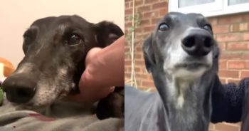 Been Lonely for 5 years, This Greyhound Finally Gets A Home