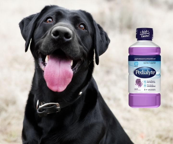 Pedialyte for Dogs: 2024 Updated