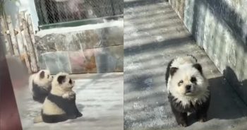 Chinese Zoo Receives Backlash For Pandas But They’re ‘Not Pandas’ At All