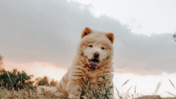 7 Crazy Things That Are Perfectly Normal for Chow Chows