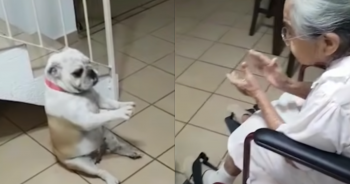 Coco the Dog’s Dance To Grandma’s Singing Is ‘Pure Magic’