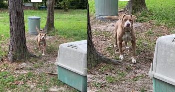 Couple Finds Abandoned Dog Tied to Tree in Their New Home