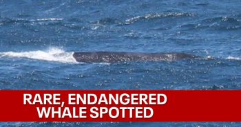 Rare Sighting of Critically Endangered Whale Near Coast Line