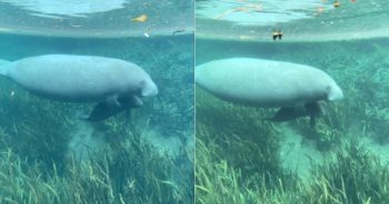 Cute Alert! Mom Manatee Cuddles Her Baby