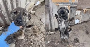 Dog Left In The Cold ‘In Chains’ Refuses To Let Go Of Helper’s Hand