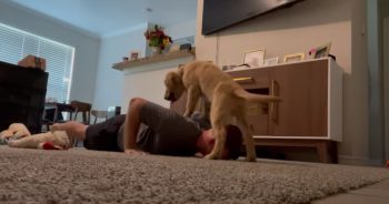 Guy Attempts Push-Ups at Home, Dog’s Hilarious Reaction Steals the Show