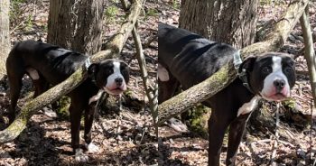 Dog Found Tied To Tree Got Rescued, Owner Is Facing Charges