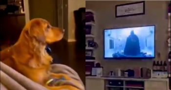 Dog Hides Behind Couch While Watching Darth Vader in ‘Star Wars’