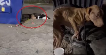 Dog Who Could Barely Walk Makes Full Recovery Thanks to Amazing Helpers