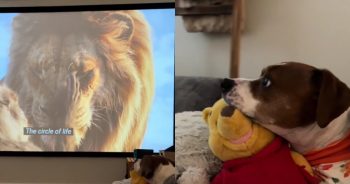 Dog’s Heartfelt Reaction to ‘The Lion King’ Takes Over TikTok