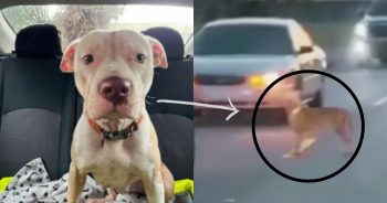 Driver Rescues Dog in Distress Running Through Hectic Traffic