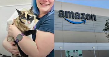 ‘We had no idea’ Cat Mistakenly Sent from Utah to California with Amazon Return Package