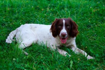 7 Crazy Things That Are Perfectly Normal for English Springer Spaniels