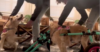 Excited Dog in Wheelchair Eager for Afternoon Walk