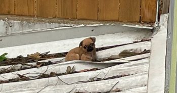 Pug Puppy Stuck On Decaying Roof, Laying Near A Gaping Hole