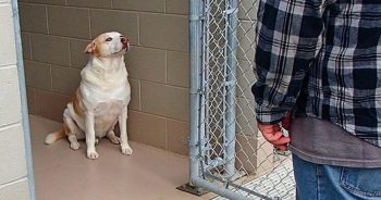 Shy Shelter Dog Won’t Move When Familiar Man Stands Outside His Kennel